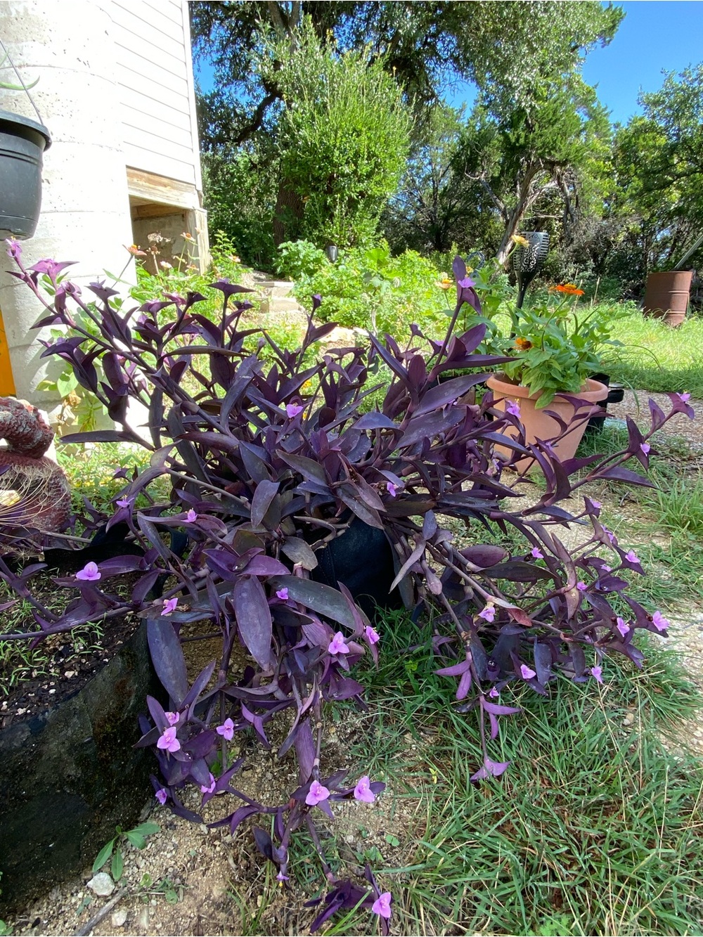 Purple Heart Plant Cuttings: (Dozen)